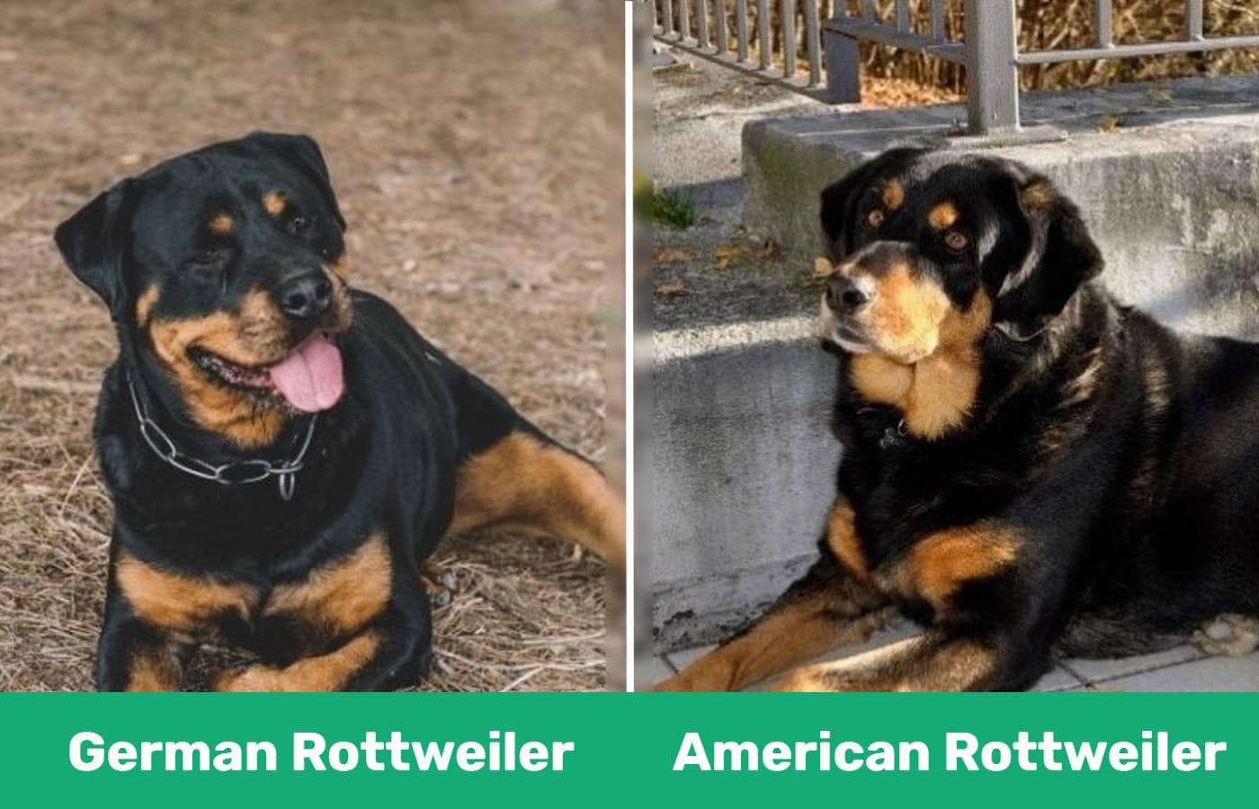 German vs American Rottweiler The Key Differences (With Pictures