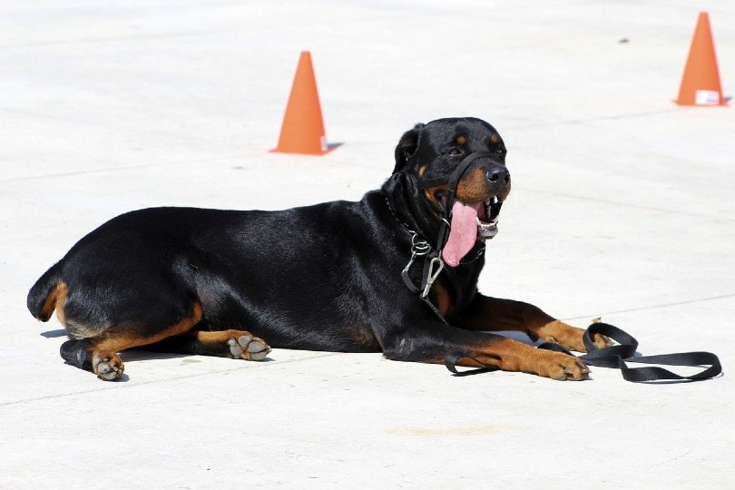 Are Rottweilers Smart? How Intelligent Are They? Dogster