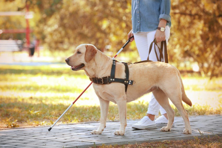 Service Dog Etiquette 10 Best Practices When You Encounter One Dogster