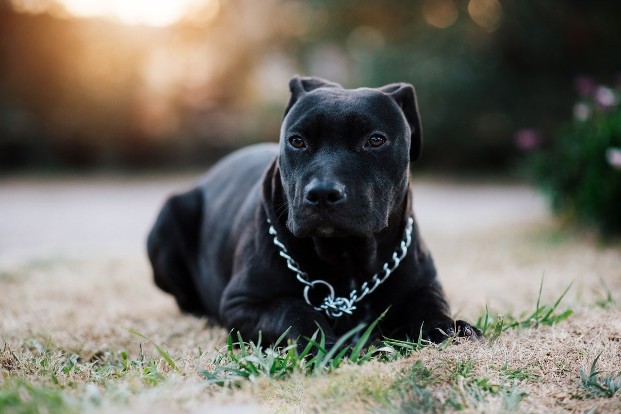 Are Pitbulls Good Family Dogs? Breed Facts & FAQ Dogster