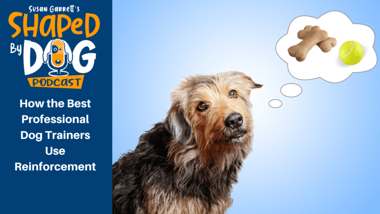 Transcript of Episode 94 How the Best Professional Dog