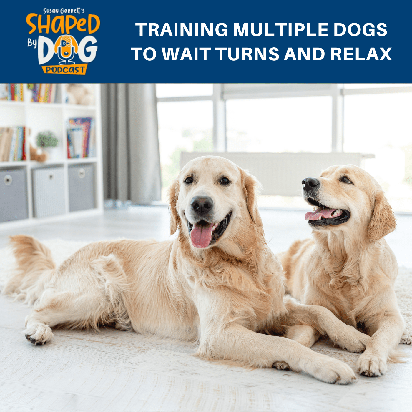 Can You Train Two Dogs At Once