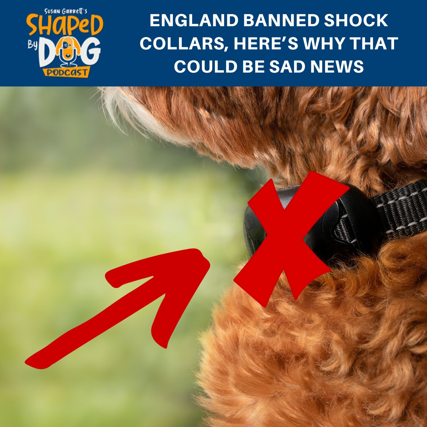 Susan Garrett’s Shaped by Dog Podcast