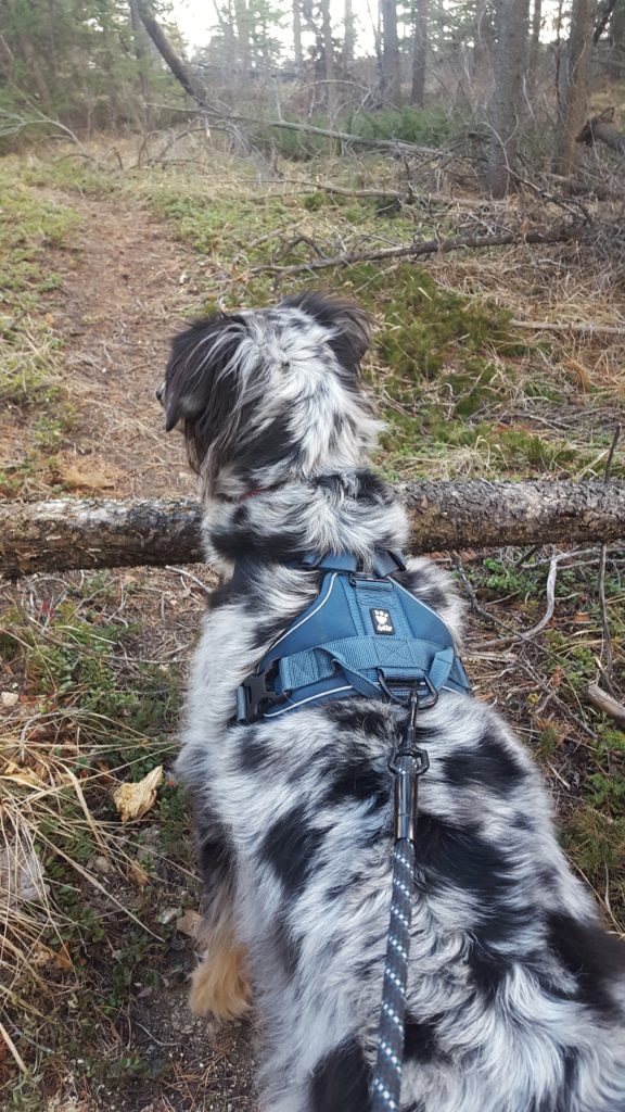 Hurtta Active Harness Dogs That Hike