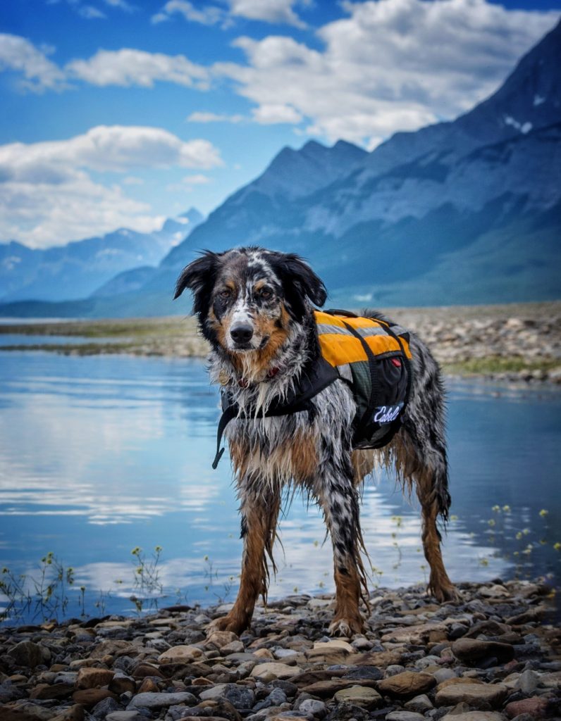 Cabela’s Advanced Dog Flotation Vest Dogs That Hike
