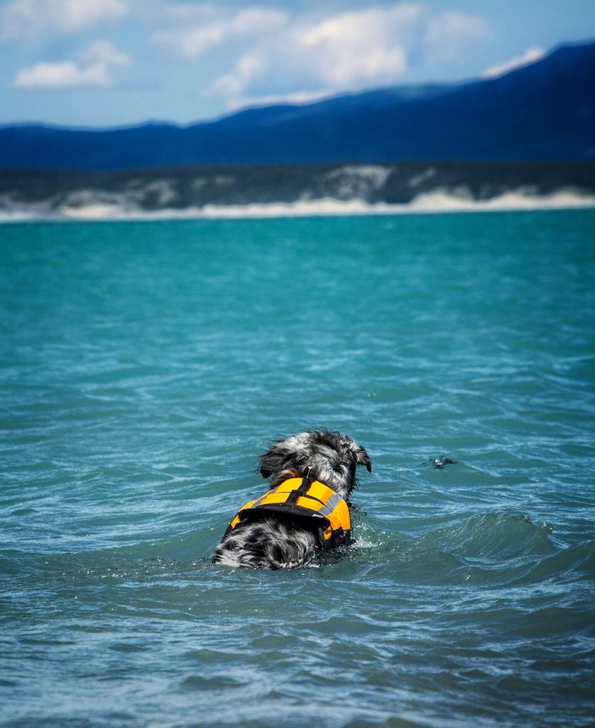 Cabela's Dog Vest at Nikki Rankin blog