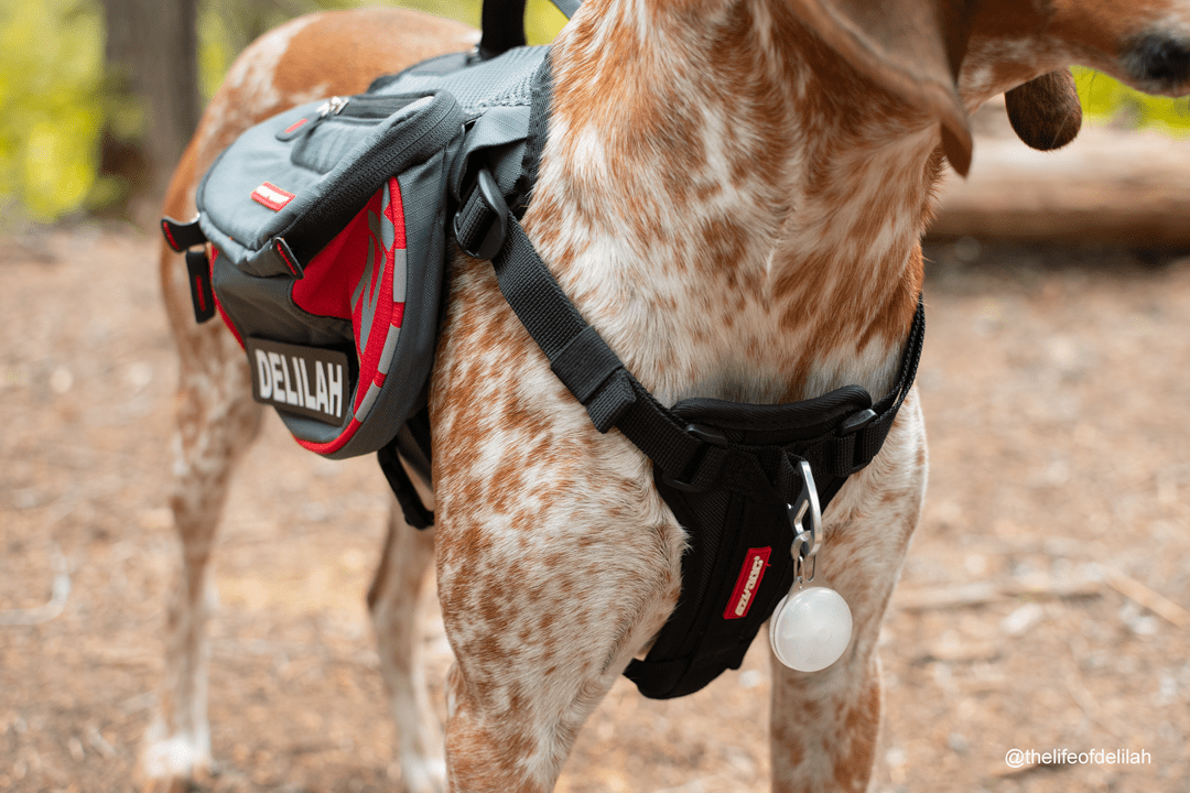 EzyDog Summit Backpack Dogs That Hike