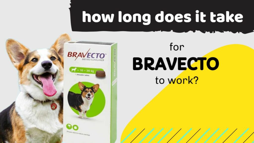 How Long Does it Take for Bravecto to Work on Dogs and Why Does My Dog Still Have Fleas After