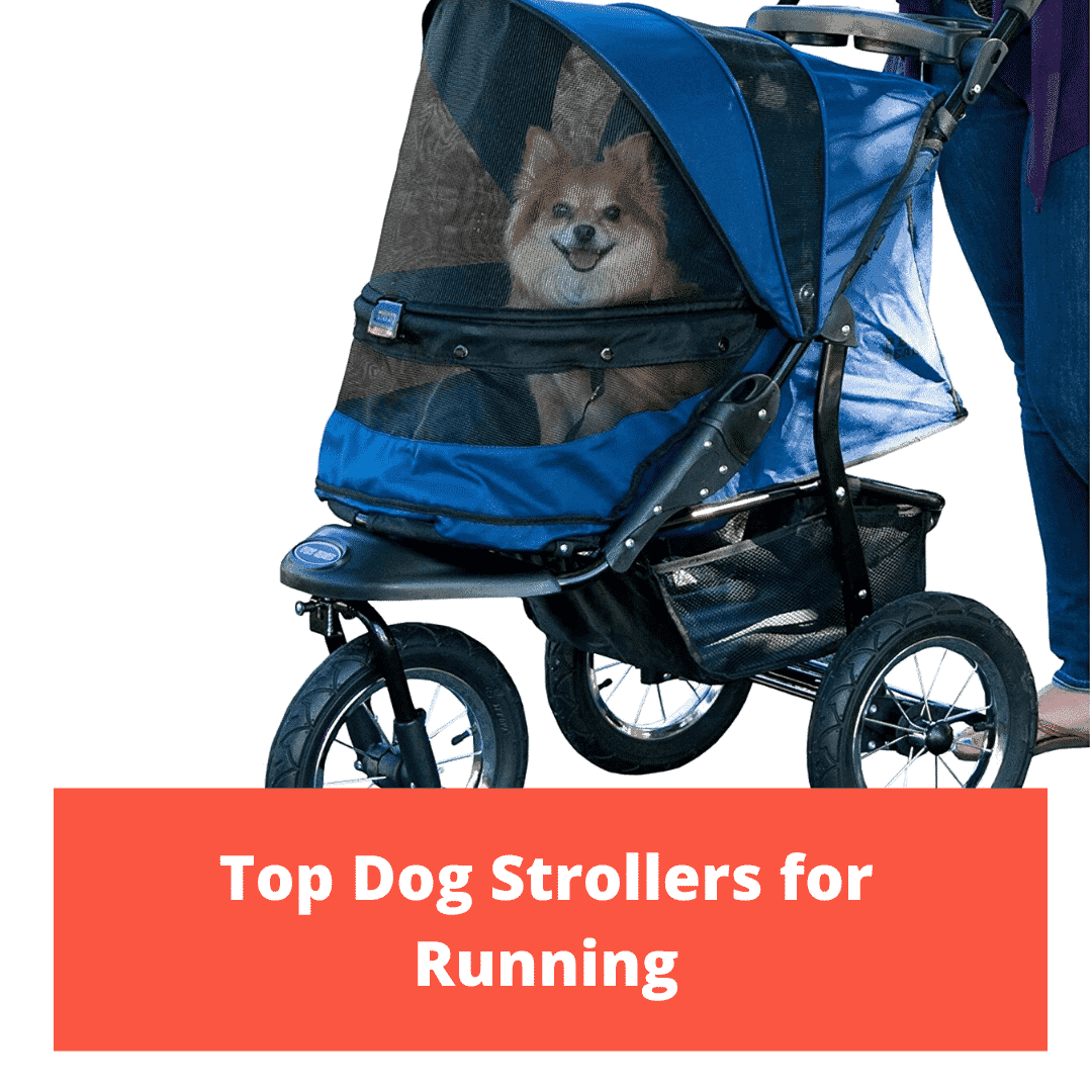 7 Best Dog Wheelchair Reviews Choose For Your Lovely Pet