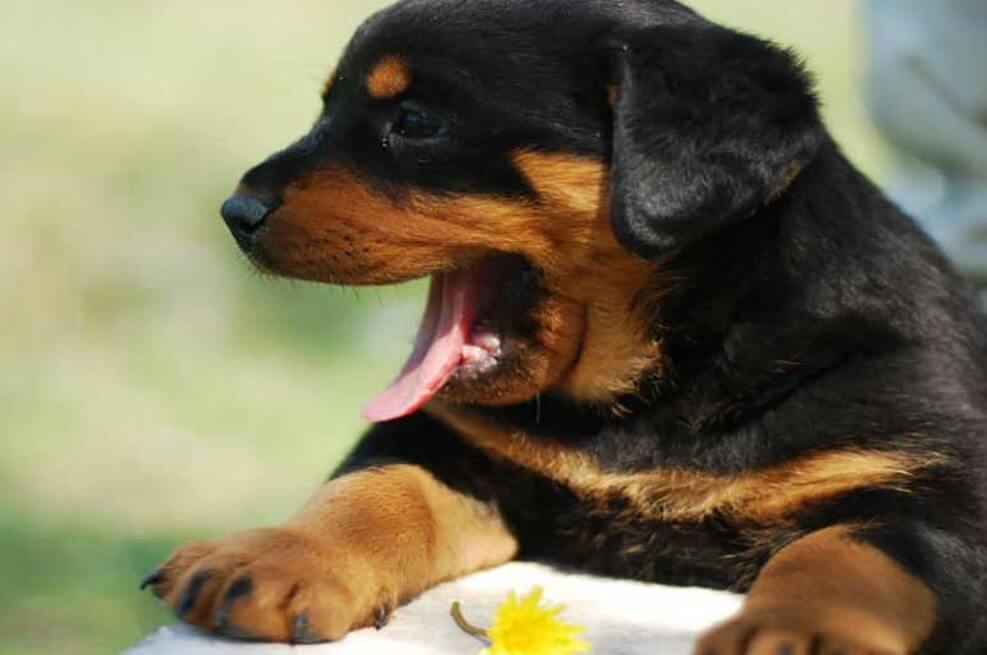 Dogs Unleashed Daycare Kennel Cough Dogs Unleashed Daycare