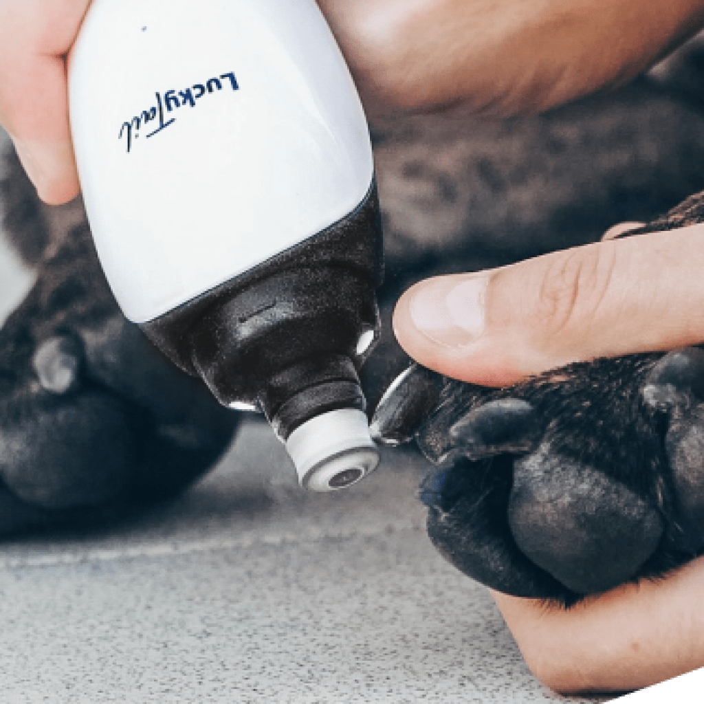 Is it safe and how to properly trim a dog’s nails? Dogs Vets