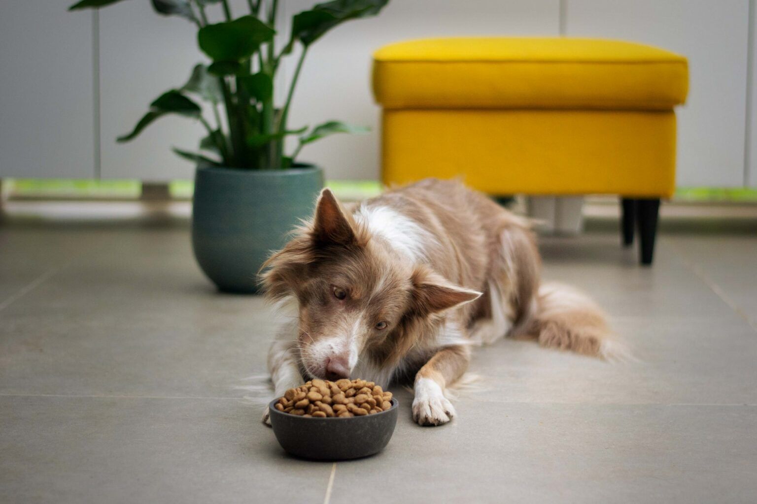 Does Dog Food Expire? 4 Tips to tell if dog food has gone bad! Dogs