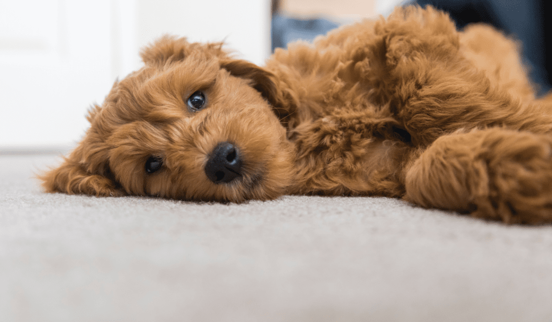Goldendoodle Dogs Vets Trending Dogs Stories