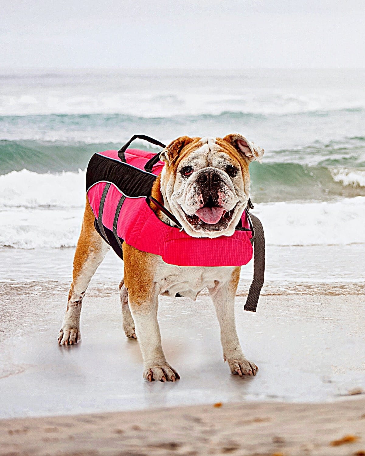 Best Dog Life Jackets