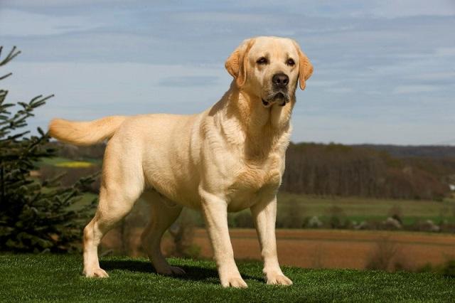 Perro Labrador Dogsweb