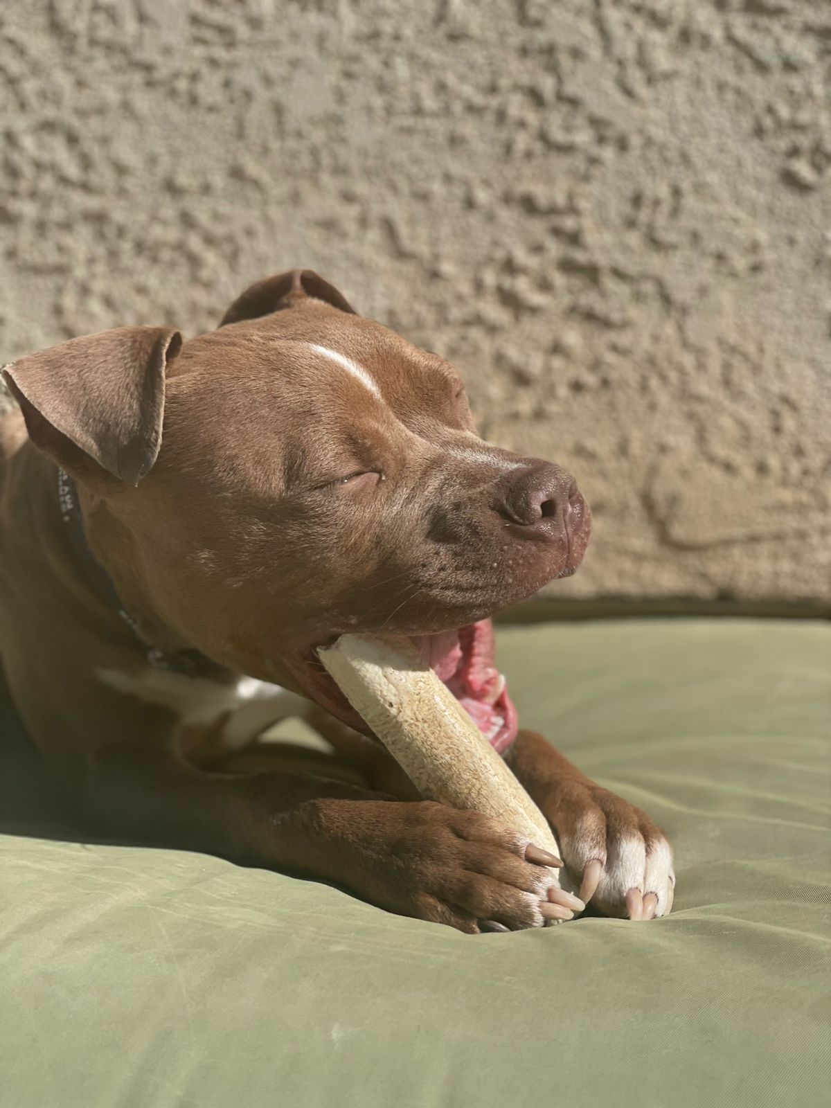 Mental Exercises for Dogs Enhance Your Pet’s Life with Engaging