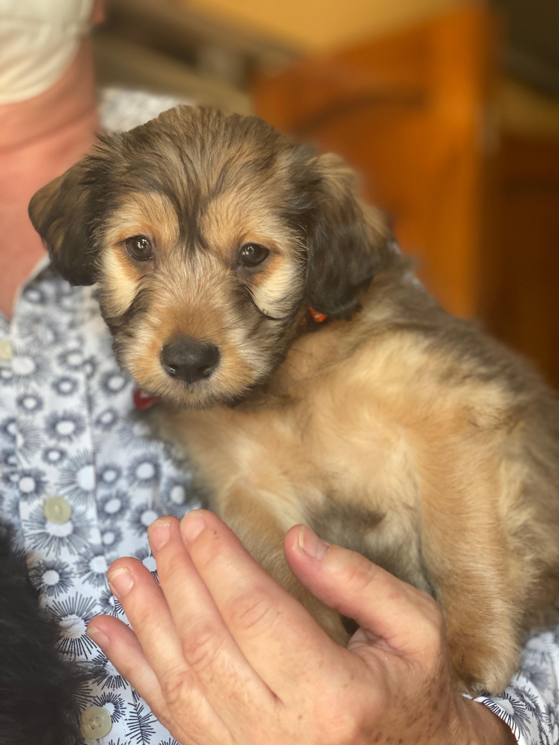 Hooray! This dog has been adopted!