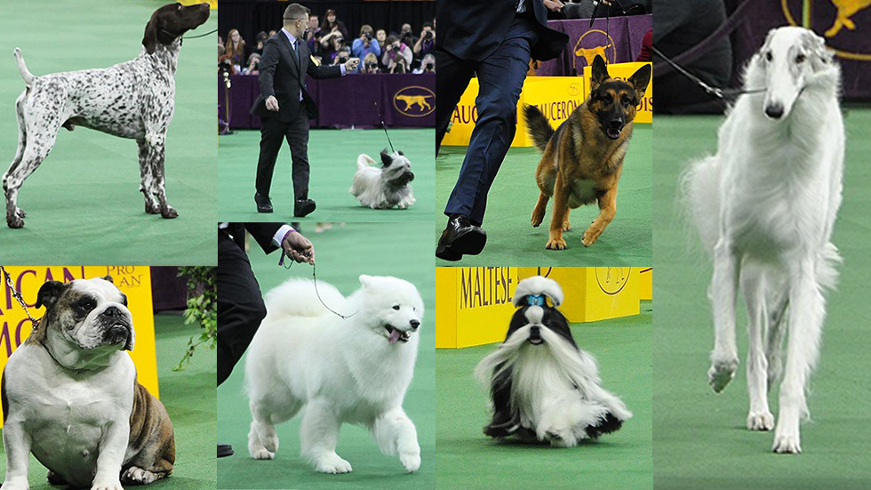 Best In Show Dogs