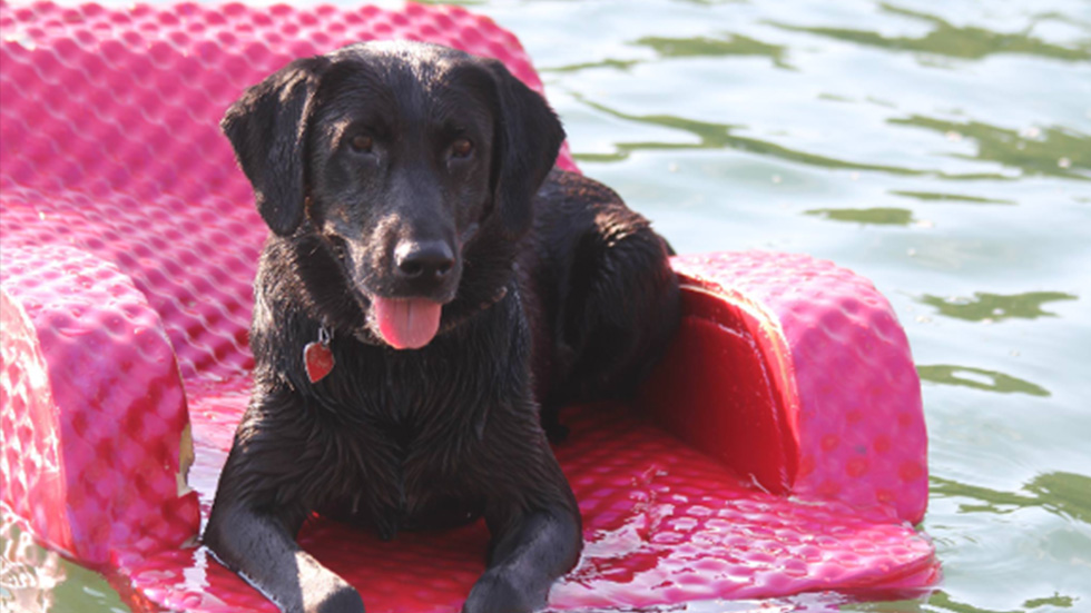 Pool and Beach Safety Tips for Dog Owners DogTails