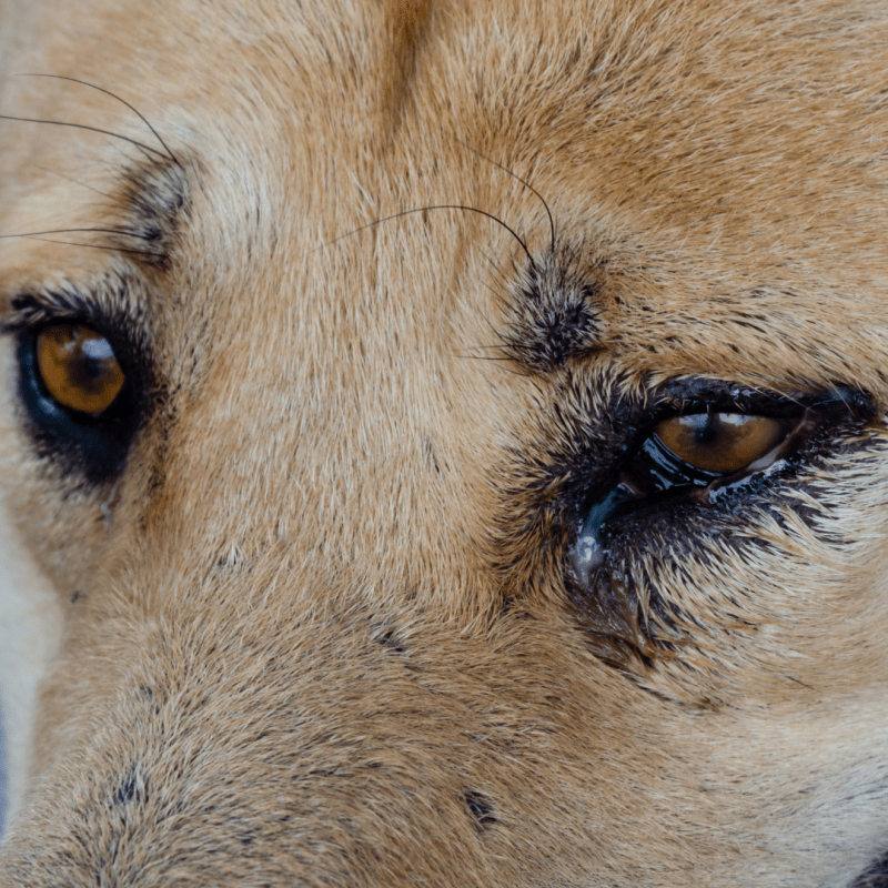 Springtime Sniffles: How To Spot The Symptoms Of Canine Allergies And Provide Relief | Dogtails