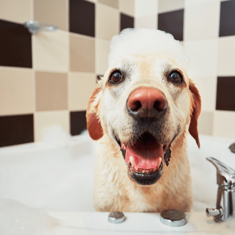 Summer Allergies In Dogs How To Spot The Symptoms And Provide Relief