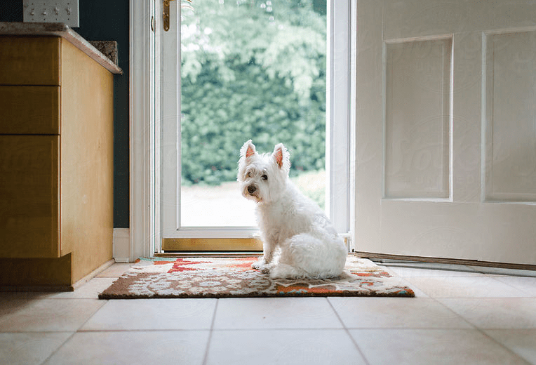 Desensitizing your dog to people at the door Dog Talk