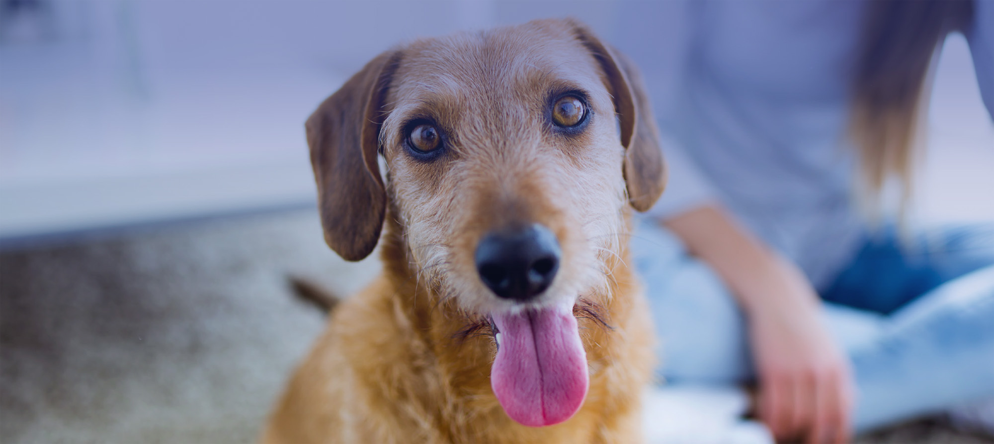 Dog Training Sydney, Puppy School Classes