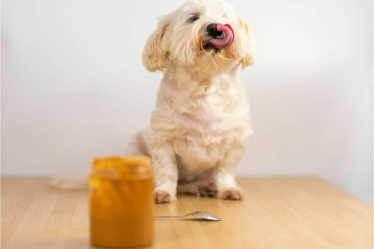 Is Butter Bad For Dogs? Dogtelligent