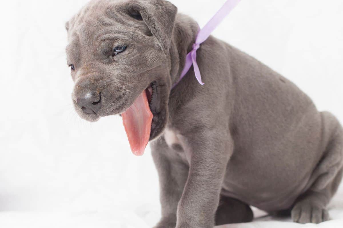 Why Does My Dog Keep Gagging But Not Throwing Up? Dogtelligent