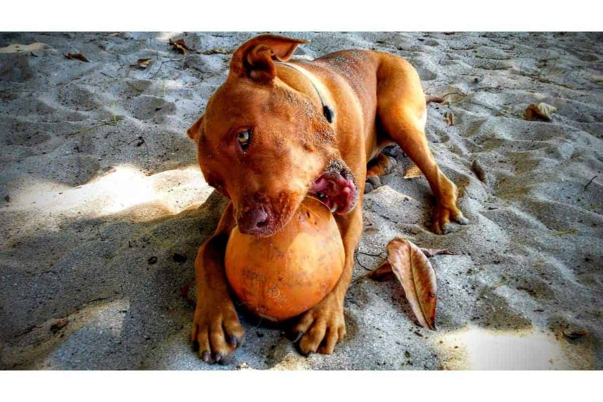 Can Dogs Eat Coconut? Dogtelligent
