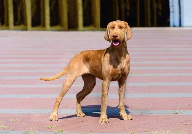 Vizsla Price & Cost Of Ownership: The Clingy Hunter