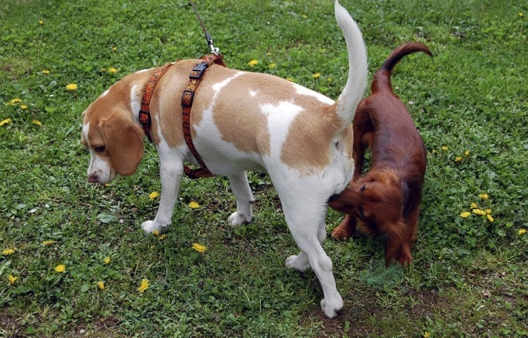 How Far Can A Dog Smell?