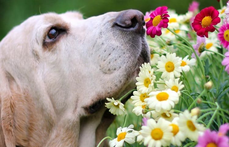 How Far Can A Dog Smell?