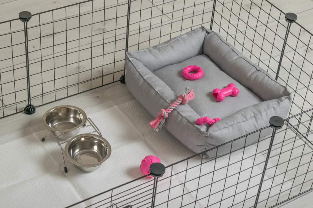 Should You Close/Lock a Puppy Crate at Night?