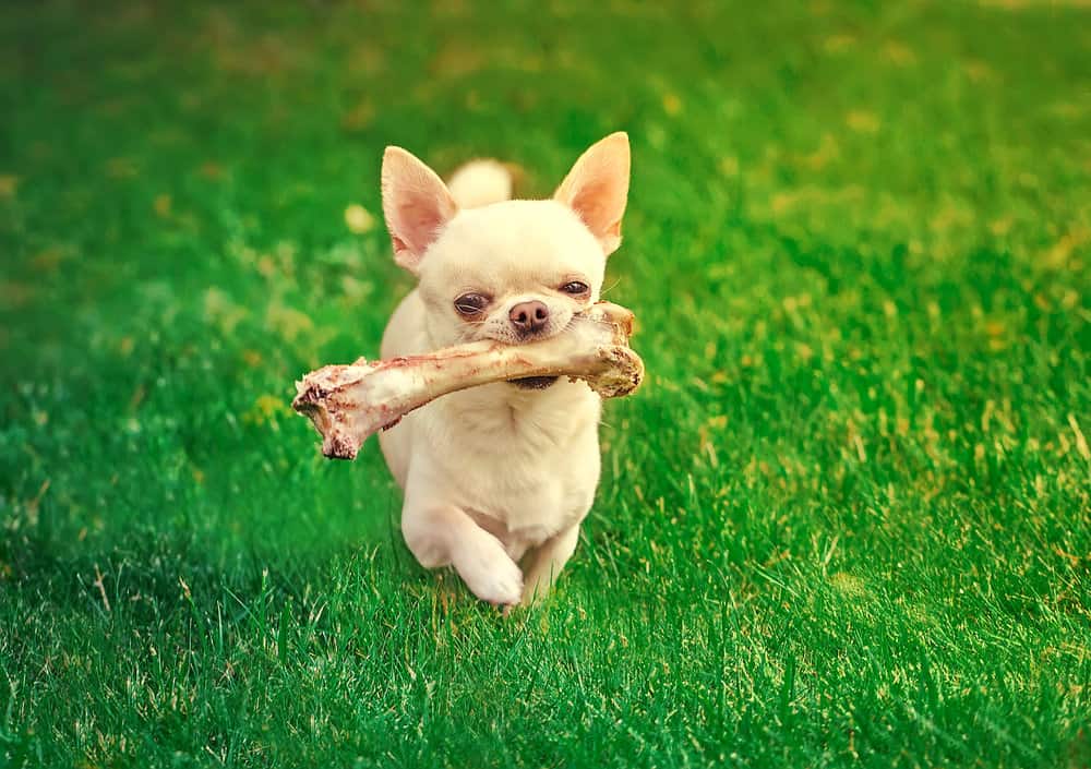 Are Bones Safe For Chihuahua Puppies