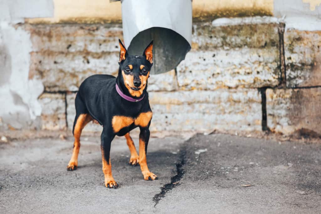 How Much to Feed a Doberman Puppy?