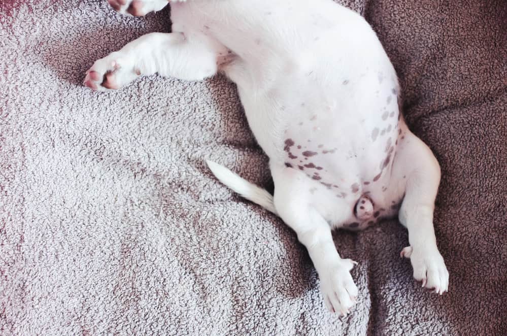 What Does a Normal Puppy Belly Look Like?