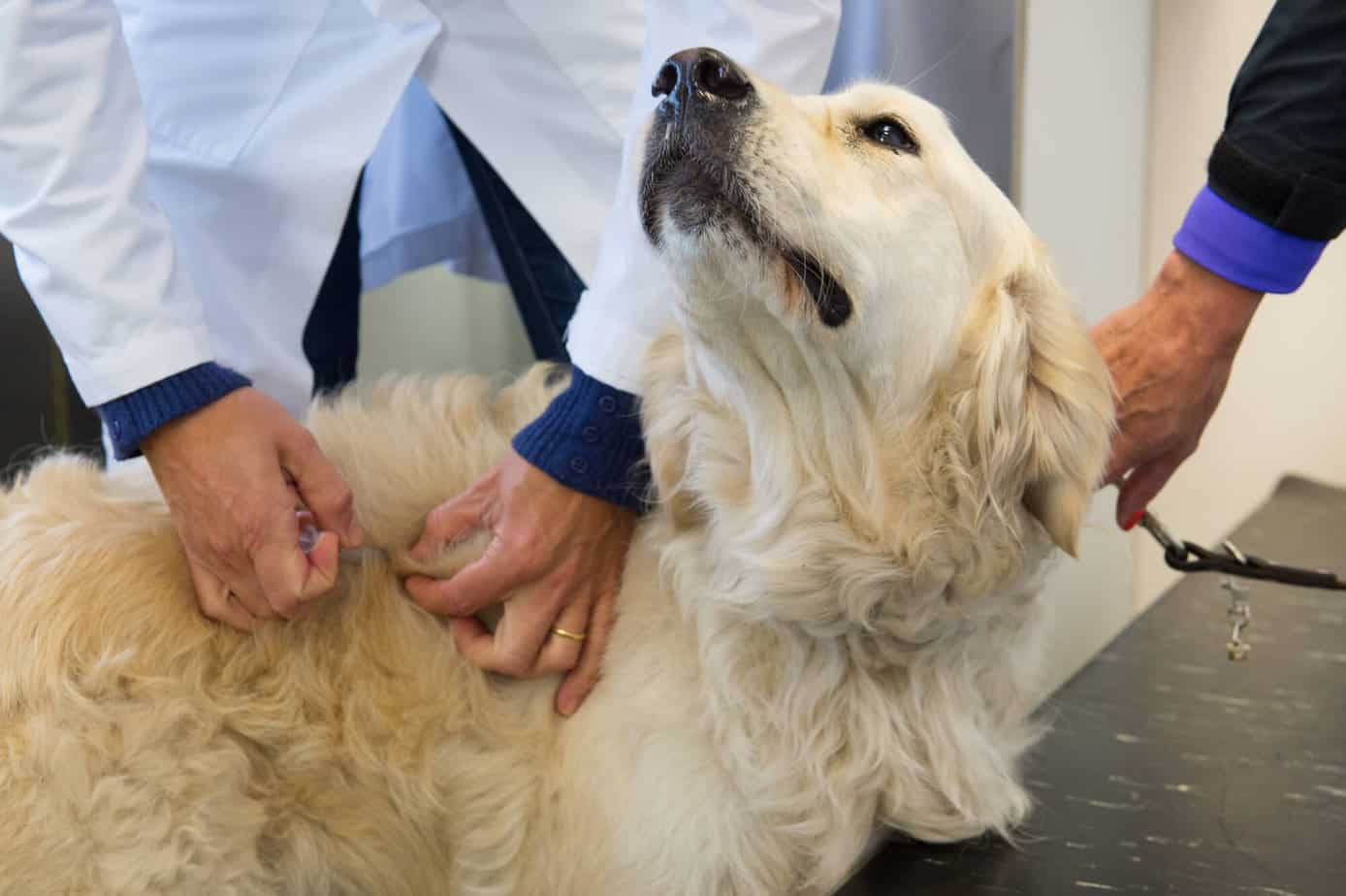 Is It Normal For Puppies Front Legs To Shake