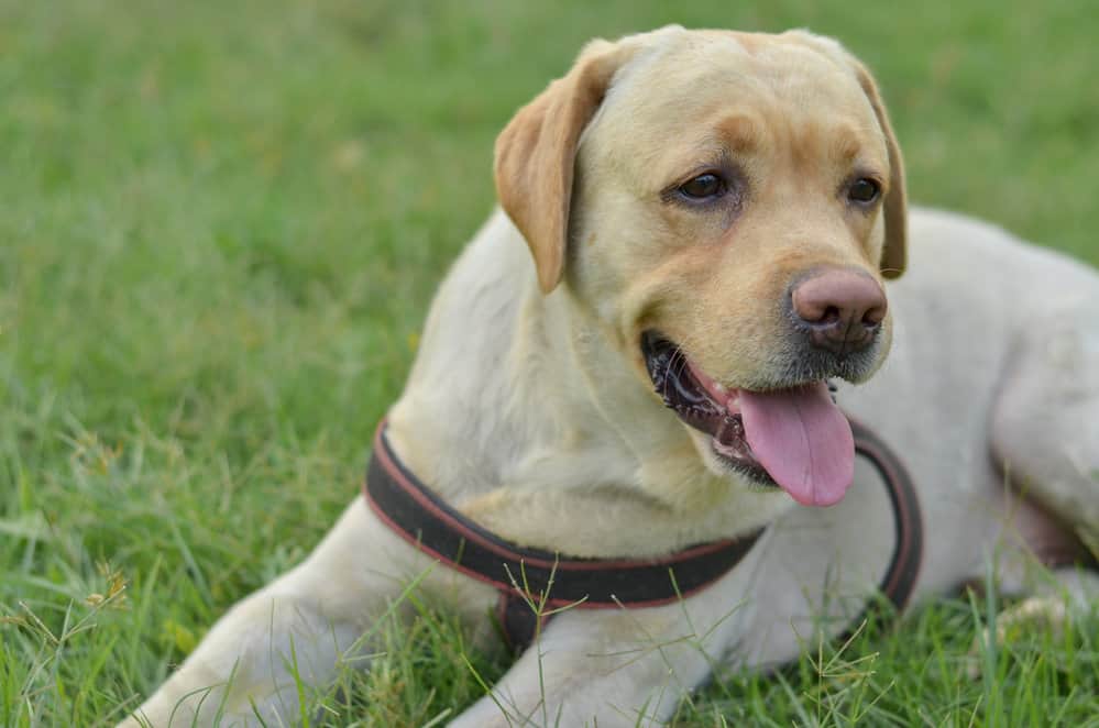 Do Pink Puppy Noses Turn Black