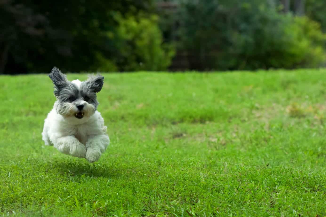 How Long Can A 9 Week Old Puppy Sleep At Night