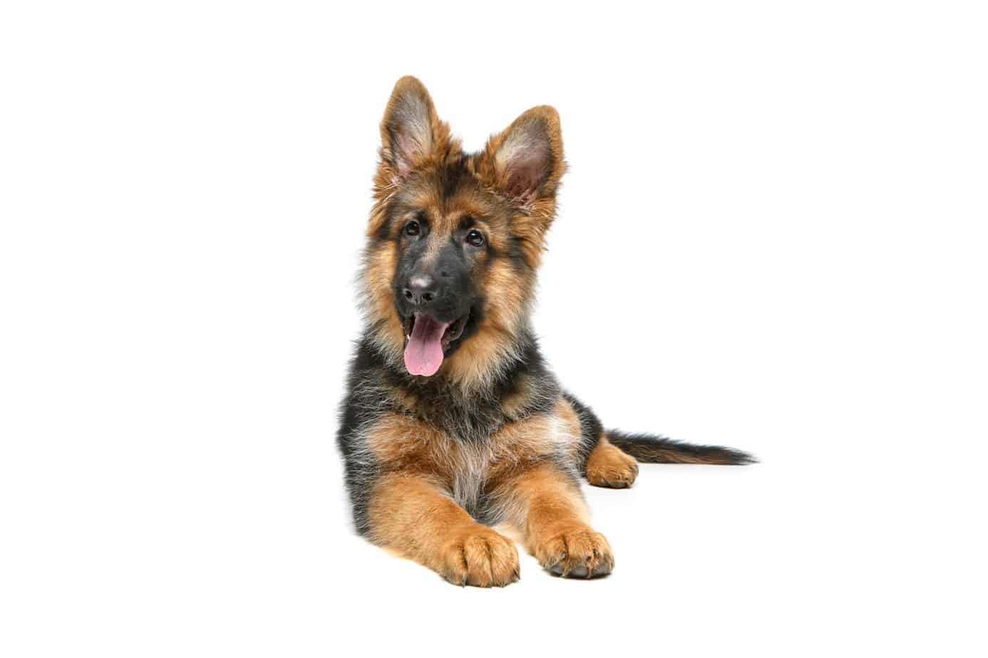 When Do German Shepherds Lose Their Puppy Coat?