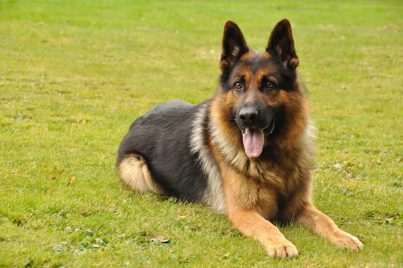When Do German Shepherds Lose Their Puppy Coat?