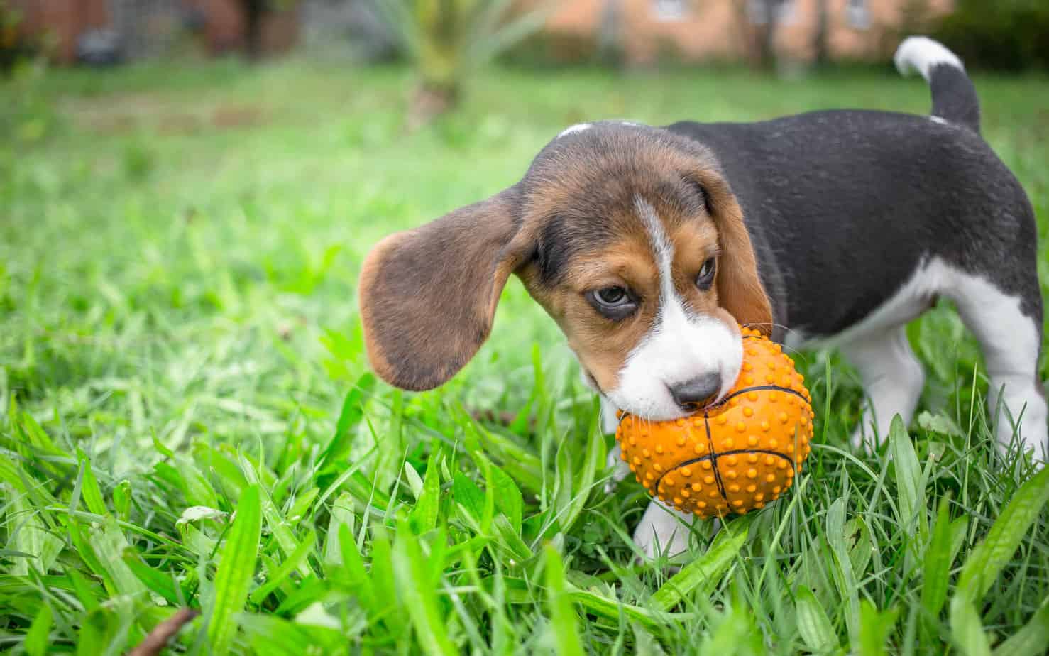 What Is the Best Grass for Dogs in Florida?