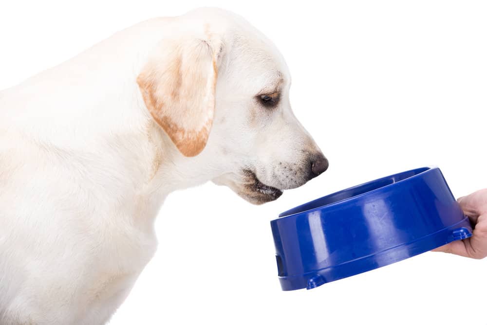 When to Switch From Puppy Food to Dog Food Labrador