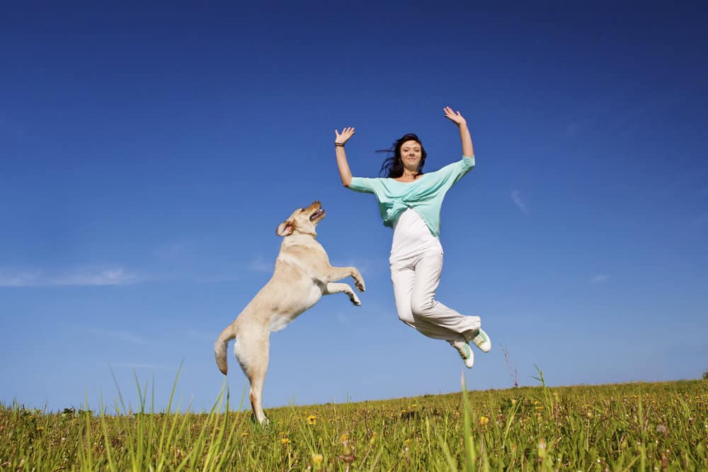 When Do Lab Puppies Go Into Heat?