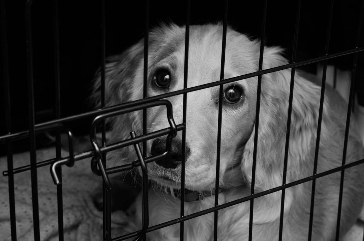 Should You Lock A Puppy In Crate At Night