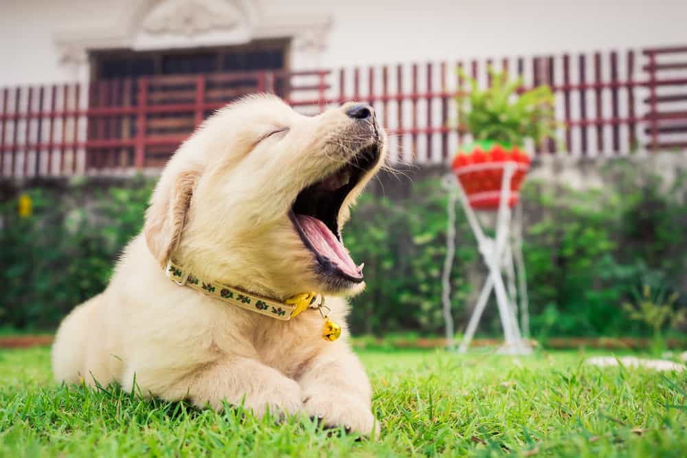 Should I Wake My Puppy Up in the Morning?