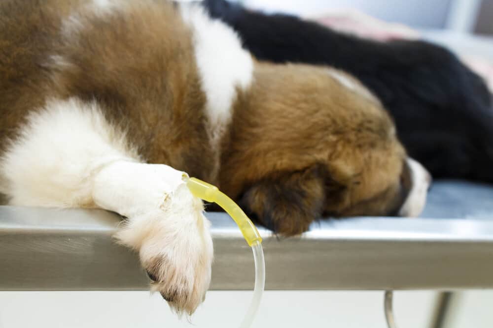 How Much Does It Cost to Deworm a Puppy?