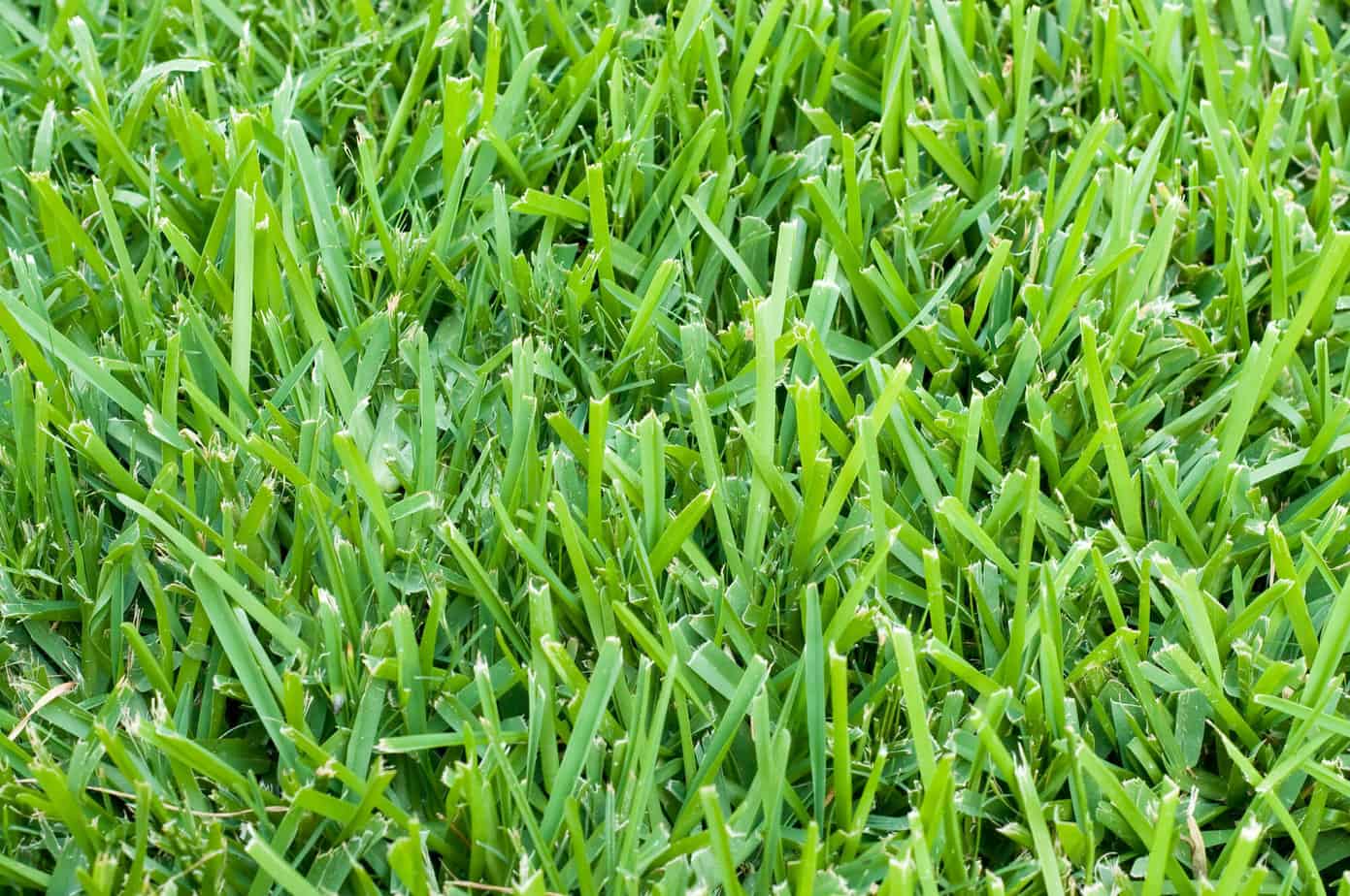 What Is the Best Grass for Dogs in Florida?