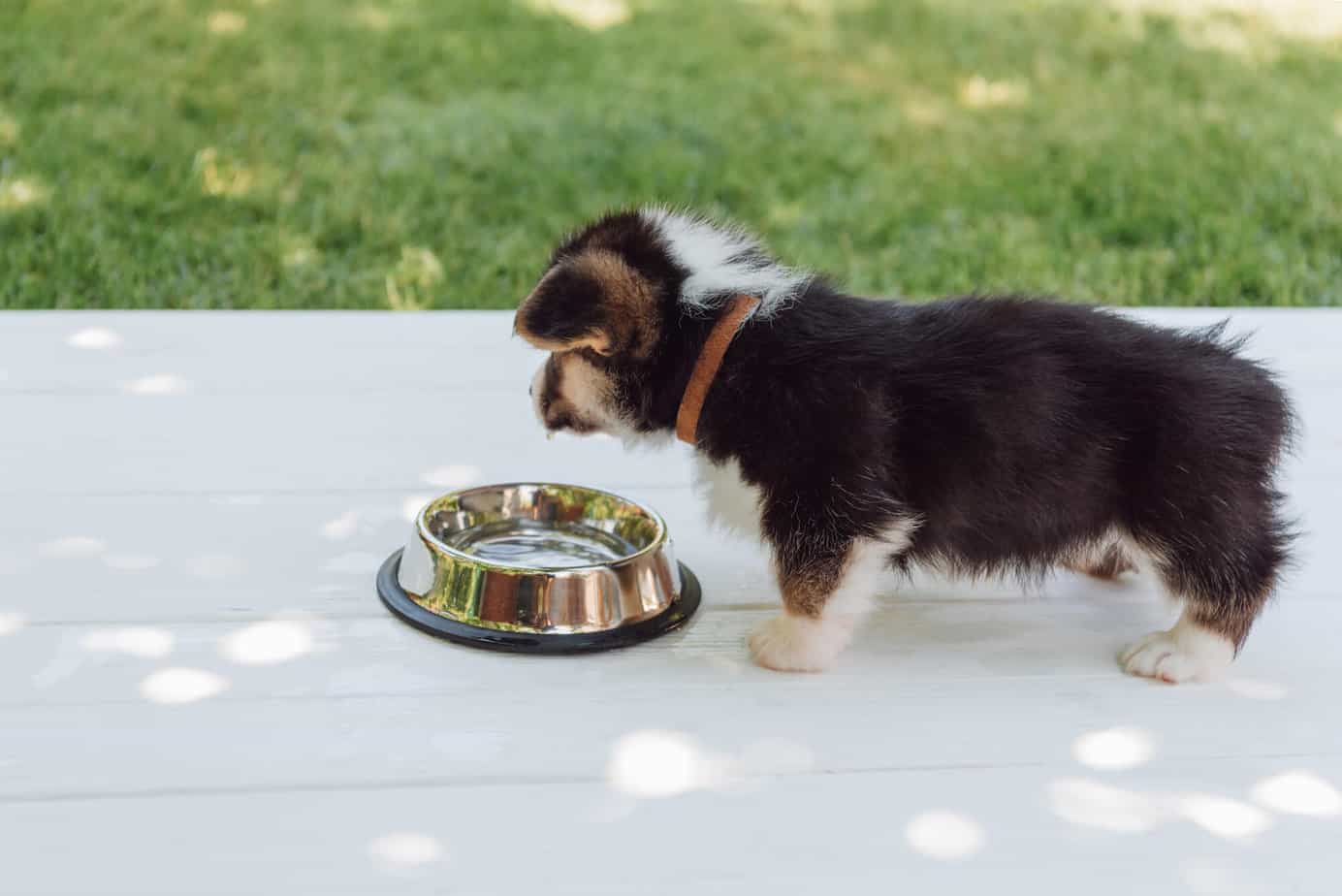 How To Potty Train A 6 Month Old Dog